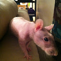 Rat