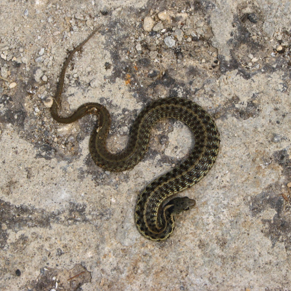 Ranera montana, Mesoamerican highlands garter snake Project Noah