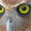 Philippine Eagle-Owl