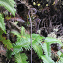 Uluhe fern