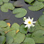 Water Lily