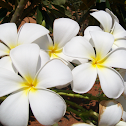 Frangipani