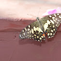 Common lime butterfly