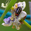 Palestriped Flea Beetle