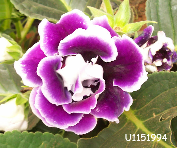 Spotting Image 1