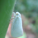 Flatid planthopper