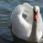 Mute Swan