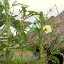 Okra/Quiabo