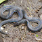 Hoffmann's earth snake