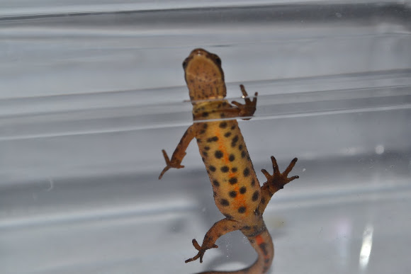 Spotting Image 1