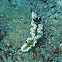 Glossodoris atromarginata