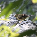 American Goldfinch