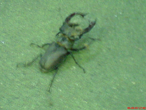 Spotting Image 1