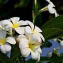 Frangipani