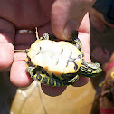 Eastern River Cooter