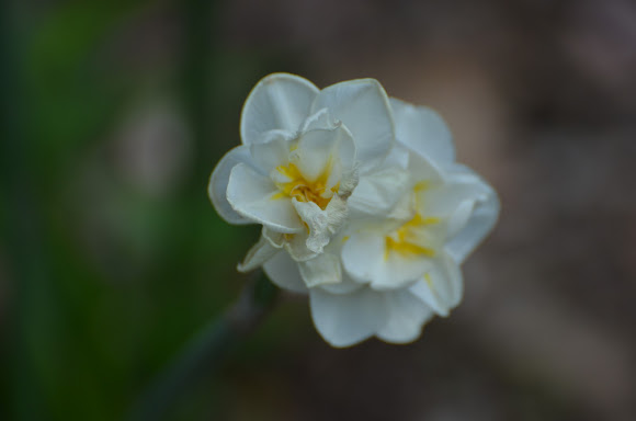 Spotting Image 1