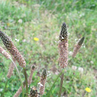Ribbon Plantain