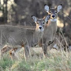 Whitetail deer