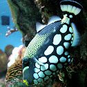 Clown Triggerfish