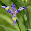 Siberian Iris