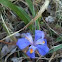 Dwarf Iris