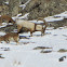 wild goat