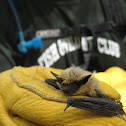 Yuma Myotis