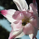 Columbine