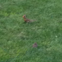 Northern Cardinal