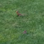 Northern Cardinal