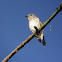 Grey-streaked Flycatcher