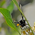 Eight-spotted Forester
