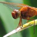 Neon Skimmer Dragonfly (male)