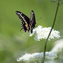 Black Swallowtail