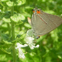 Gray Hairstreak