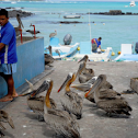 Galapagos Brown Pelican