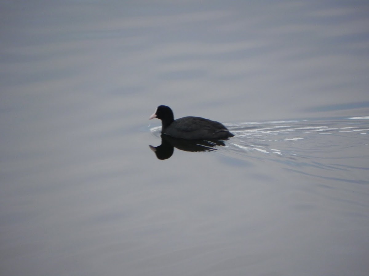 Coot