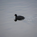 Coot