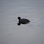 Coot