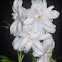 Delphiniums