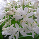 Agapanthus (white)