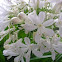 Agapanthus (white)