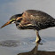 Green Heron