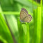 lime blue
