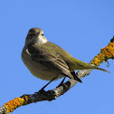 Palm Warbler