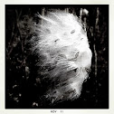 Milkweed