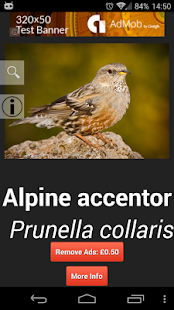 How to download Birds in Britain lastet apk for android