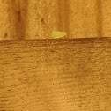 Planthopper