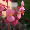 Wax Begonia