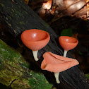 Cup Fungus
